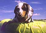 Dachshund floating