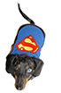 Dachshund in Superman T-shirt